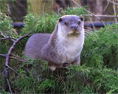 tree otter