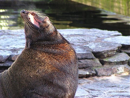 I did brush my teeth