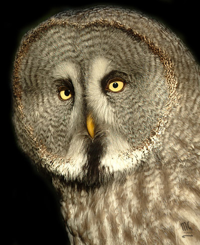 owl