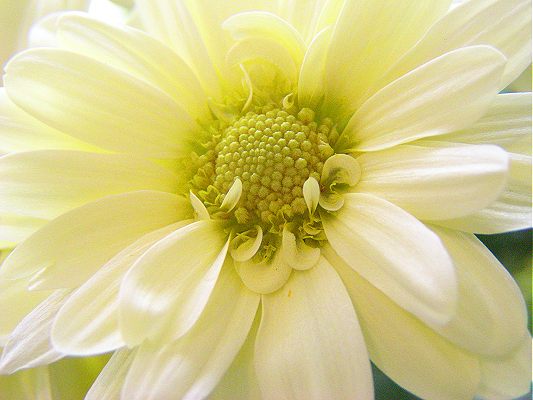 macro-1.jpg - 33625 Bytes