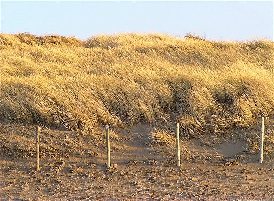 grass blowing in the wind