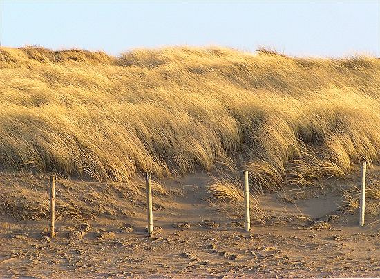 grass blowing in the wind