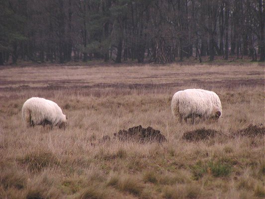 schapen