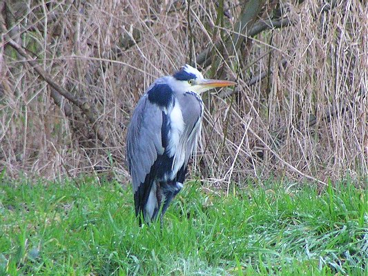 reiger