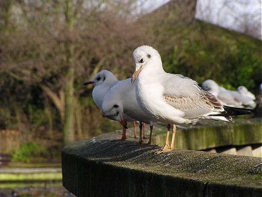gulls in the sun