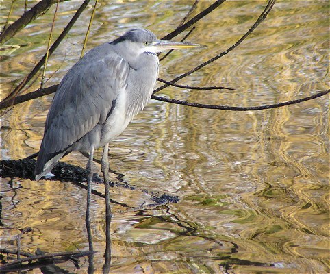 reiger