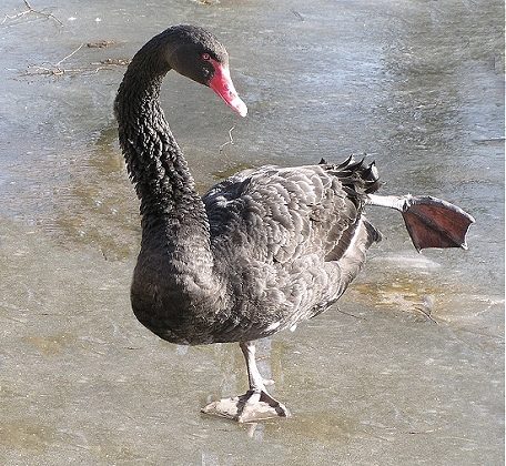 skating swan