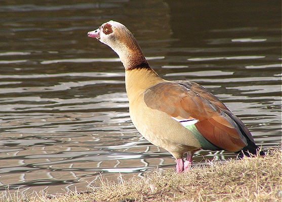 nijlgans